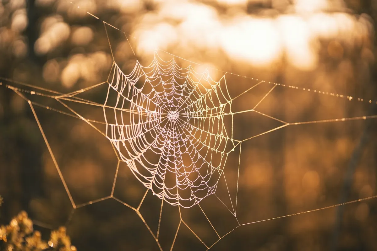 Budget de crawl : aider Google à explorer les bonnes pages